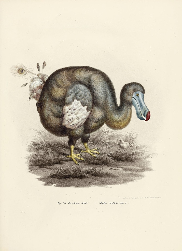 dodo_pavone_drawing-fullscreen.jpg